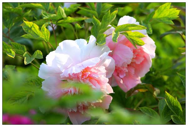 牡丹花期调节措施