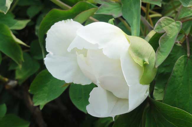 牡丹花期调节措施