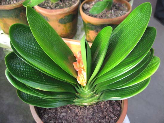君子兰种植栽培方法技巧及管理措施