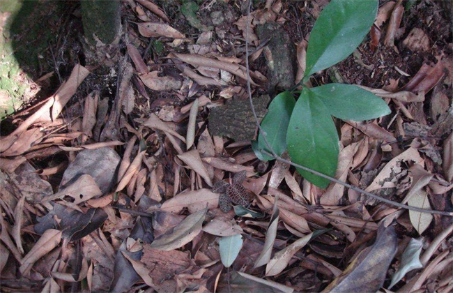 金线莲种植环境需要求