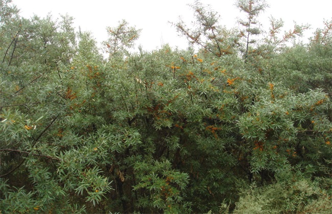 沙棘种植的注意些什么