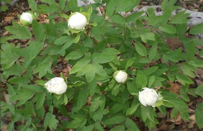 白芍田间管理技术