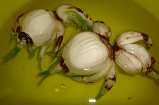 水仙烂根发臭怎么修根腐烂处全部剪掉并多菌灵溶液浸泡