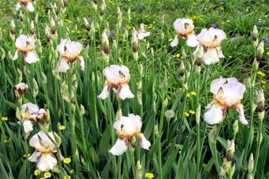 香雪兰花语含义，花语是幸福代表着祝福