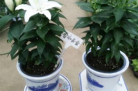 香水百合1年开几次花，不同情况下开花次数不同