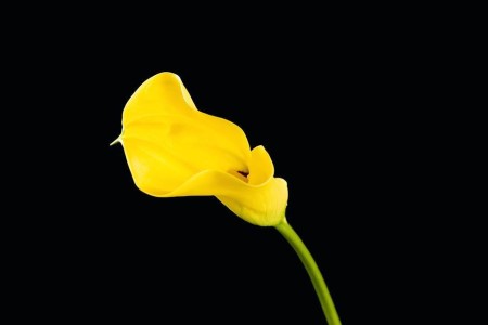 马蹄莲的花语