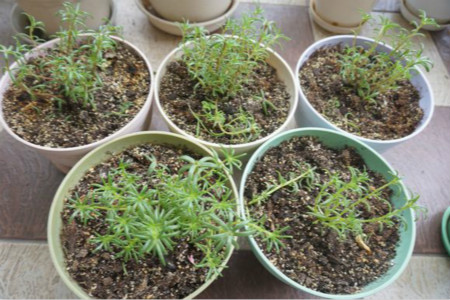 太阳花种子种植办法