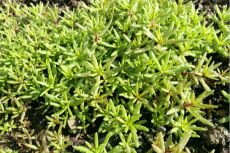 太阳花的繁殖办法