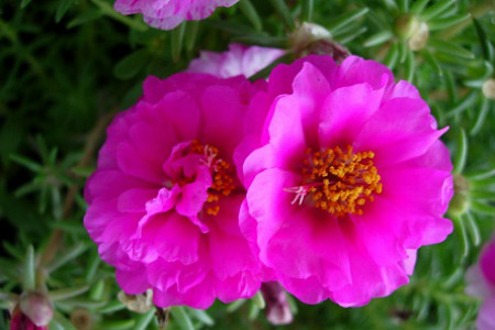 太阳花的繁殖办法