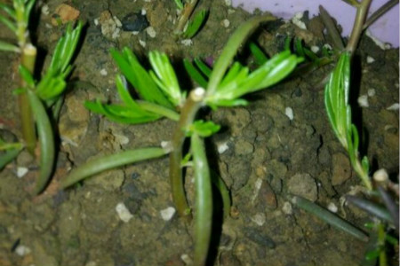 太阳花的繁殖办法