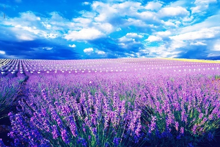 薰衣草怎么播种