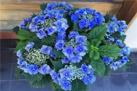 绣球花通过空气有毒吗