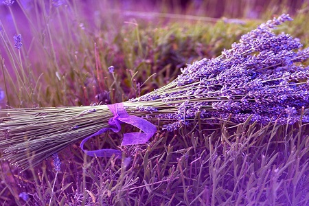 薰衣草怎么播种