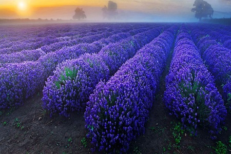 薰衣草盆栽的种植办法