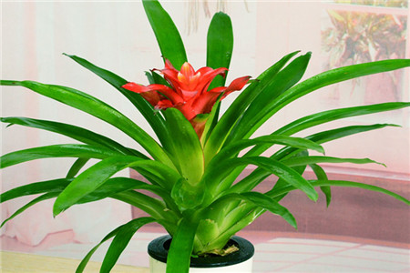 鸿运当头怎么移盆