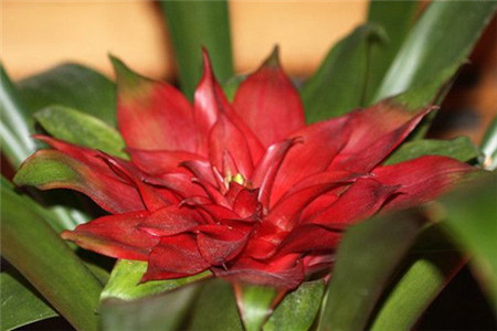 鸿运当头怎么移盆