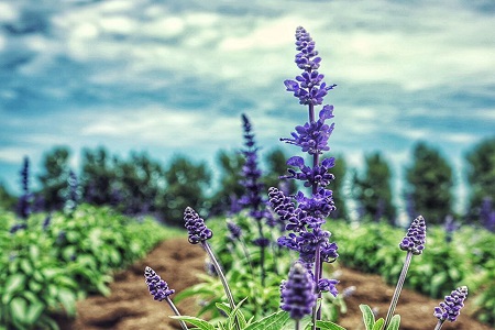 薰衣草盆栽的种植办法