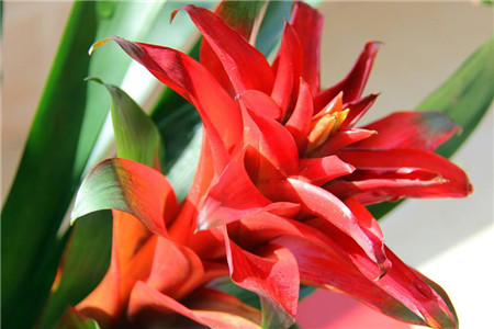 鸿运当头怎么移盆