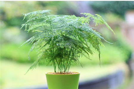 云竹发黄怎么挽救