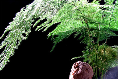 云竹发黄怎么挽救