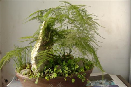 云竹发黄怎么挽救