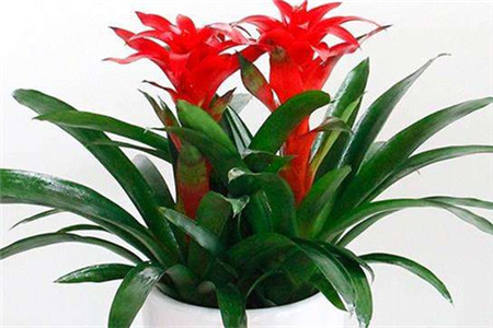 鸿运当头花心烂了解决办法