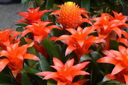 鸿运当头花心烂了解决办法