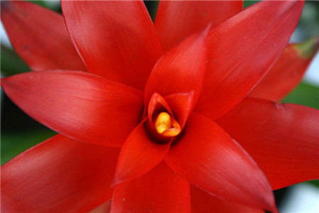 鸿运当头花心烂了解决办法