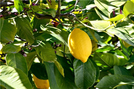 柠檬树叶子发黄解决办法