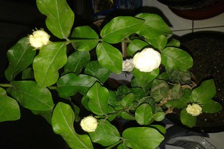 茉莉不开花解决办法