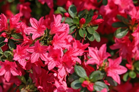 杜鹃花叶子发黑发焦解决办法