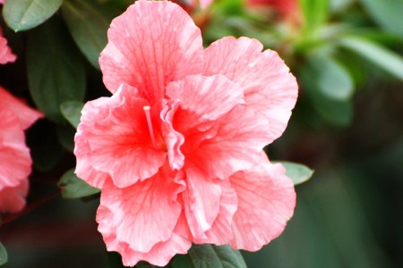 杜鹃花叶子发黑发焦解决办法