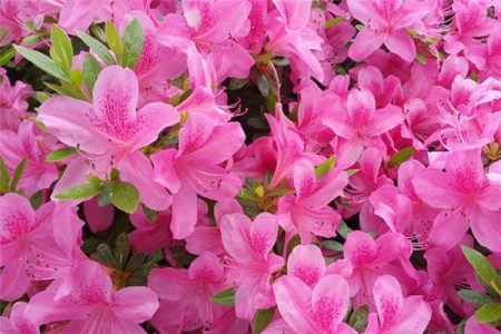 杜鹃花叶子发黑发焦解决办法