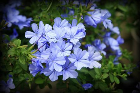 蓝雪花可以养多少年