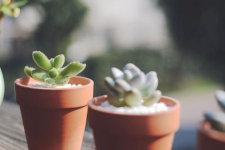 多肉植物浇什么水好