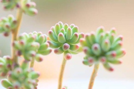 多肉植物喷水還是喷雾