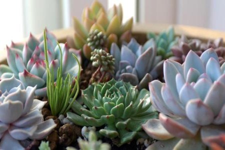 多肉植物浇什么水好