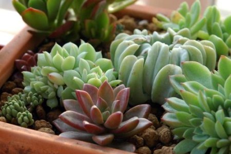 多肉植物浇什么水好