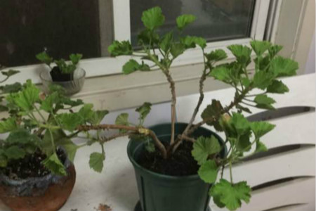 天竺葵扦插办法与时间