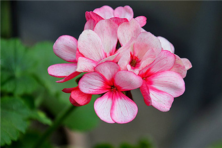 天竺葵扦插办法与时间