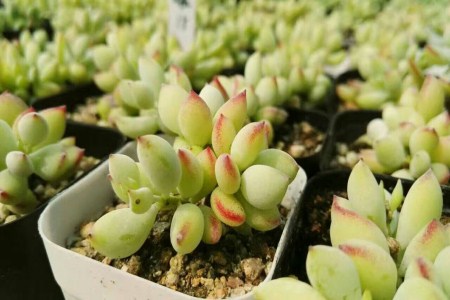 多肉植物喷水還是喷雾