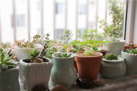 多肉植物喷水還是喷雾