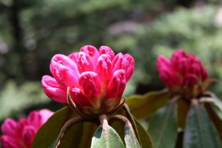 种杜鹃的风水禁忌