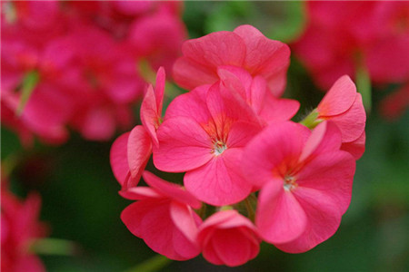 天竺葵扦插办法与时间