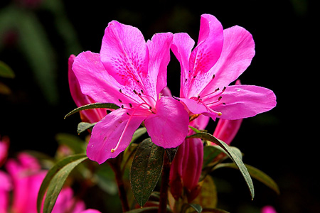 种杜鹃的风水禁忌