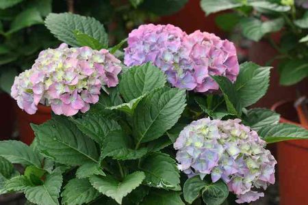 绣球花怎么水养