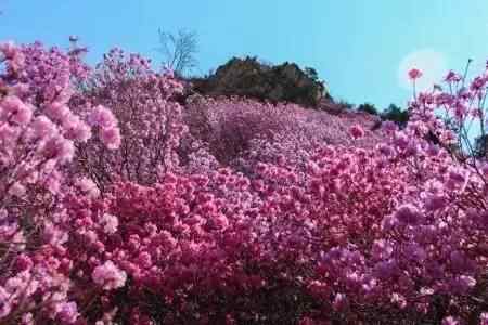 种杜鹃的风水禁忌