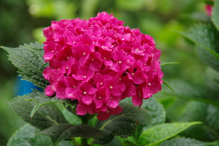 绣球花怎么水养