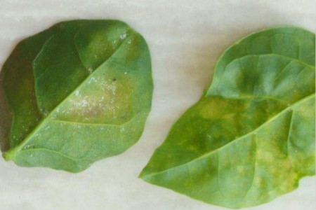 茉莉叶子卷曲解决办法