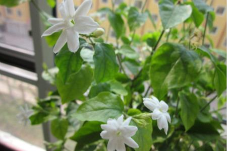 茉莉叶子卷曲解决办法